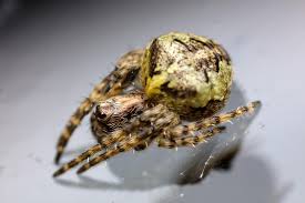 Attēlu rezultāti vaicājumam “Gibbaranea gibbosa”