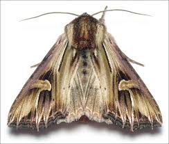 Attēlu rezultāti vaicājumam “Actinotia polyodon”