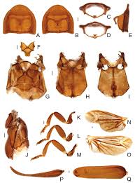 Attēlu rezultāti vaicājumam “Aphrophoridae imago”