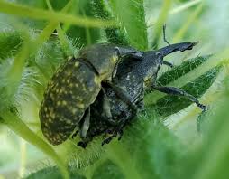 Attēlu rezultāti vaicājumam “Larinus sp.”