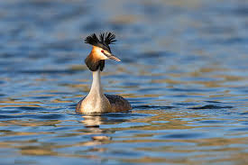 Attēlu rezultāti vaicājumam “Podiceps cristatus adult”