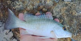 Image result for Lutjanus griseus