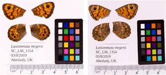 Attēlu rezultāti vaicājumam “Lasiommata megera underside”