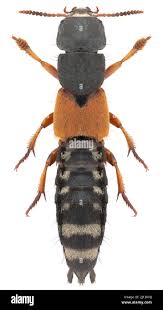 Attēlu rezultāti vaicājumam “Staphylinus erythropterus”