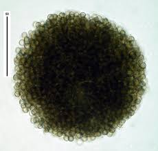 Attēlu rezultāti vaicājumam “Hyaloscypha hyalina”