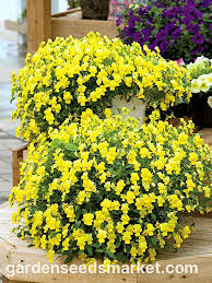 Attēlu rezultāti vaicājumam “Viola x williamsii flower”