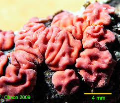 Attēlu rezultāti vaicājumam “Peniophora rufa”