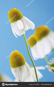 Attēlu rezultāti vaicājumam “Matricaria chamomilla flower”