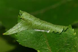 Attēlu rezultāti vaicājumam “Roeslerstammia erxlebella”