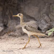 Image result for Bartramia longicauda