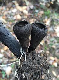 Attēlu rezultāti vaicājumam “Craterium minutum spores”