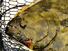 Image result for Paralichthys lethostigma