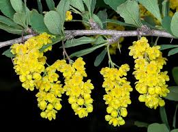 Attēlu rezultāti vaicājumam “Berberis vulgaris flower”