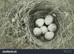 Attēlu rezultāti vaicājumam “Motacilla alba nest”