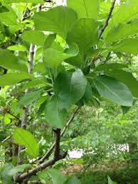 Attēlu rezultāti vaicājumam “Prunus domestica subsp. domestica leaf”