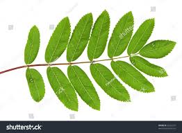 Attēlu rezultāti vaicājumam “Sorbus aucuparia leaf”