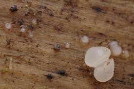 Attēlu rezultāti vaicājumam “Ombrophila violacea”