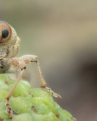 Attēlu rezultāti vaicājumam “Curculio nucum”
