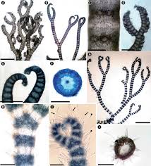 Attēlu rezultāti vaicājumam “Ceramium sp.”