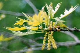 Attēlu rezultāti vaicājumam “Quercus rubra flower”