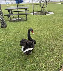 Image result for Sussex Swans