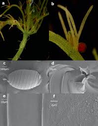 Attēlu rezultāti vaicājumam “Chara hispida”