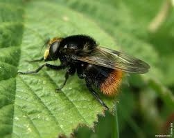 Attēlu rezultāti vaicājumam “Volucella bombylans”