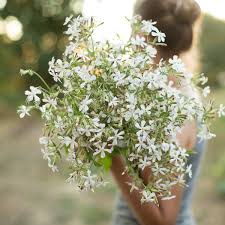 Attēlu rezultāti vaicājumam “Saponaria officinalis flower”