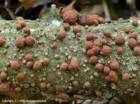 Attēlu rezultāti vaicājumam “Hypoxylon fragiforme / howeianum”