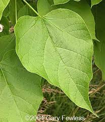 Attēlu rezultāti vaicājumam “Catalpa ovata fruit”