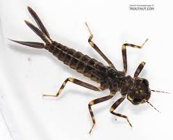 Attēlu rezultāti vaicājumam “nymph”