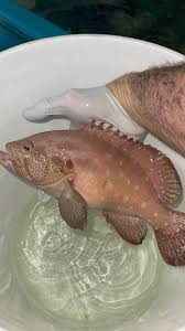 Image result for Epinephelus morio