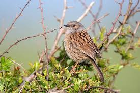 Attēlu rezultāti vaicājumam “Prunella modularis adult”