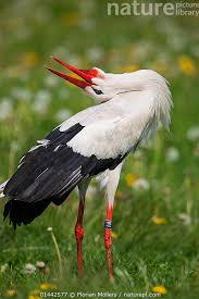Attēlu rezultāti vaicājumam “Ciconia ciconia adult”