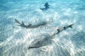 Image result for Rhinobatos rhinobatos