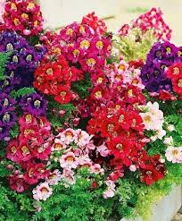 Image result for Schizanthus