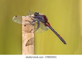 Attēlu rezultāti vaicājumam “Leucorrhinia rubicunda”