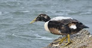 Attēlu rezultāti vaicājumam “Somateria mollissima juvenile”