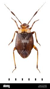 Attēlu rezultāti vaicājumam “Capsus ater”