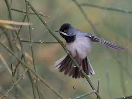 Image result for Sylvia rueppelli