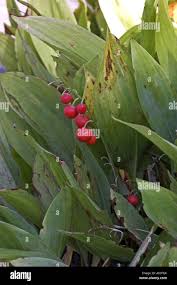 Attēlu rezultāti vaicājumam “Convallaria majalis fruit”