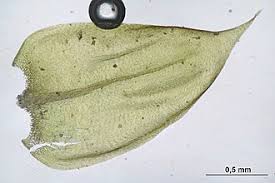 Attēlu rezultāti vaicājumam “Sciuro-hypnum curtum sporophyte”