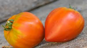 Afbeeldingsresultaat voor erdie family oxheart tomato