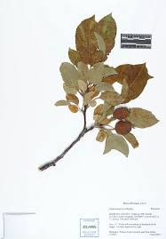 Attēlu rezultāti vaicājumam “Malus prunifolia fruit”