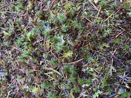 Attēlu rezultāti vaicājumam “Polytrichum juniperinum”
