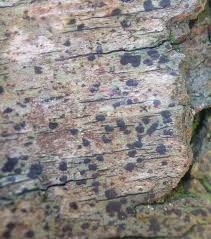 Attēlu rezultāti vaicājumam “Arthonia spadicea”