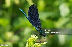 Attēlu rezultāti vaicājumam “Calopteryx virgo male”