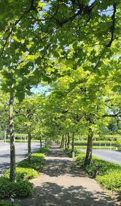 Attēlu rezultāti vaicājumam “Platanus x hispanica (syn. Platanus x acerifolia)”