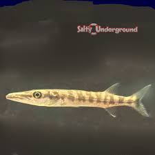 Image result for Sphyraena barracuda