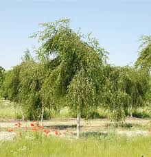 Attēlu rezultāti vaicājumam “Betula pendula Youngii”